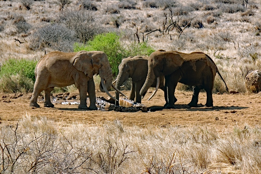 Kenia (49).jpg